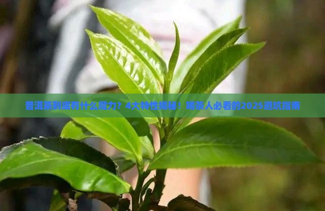 普洱茶4大特性