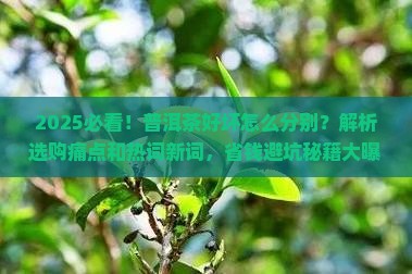 普洱茶好坏的分别