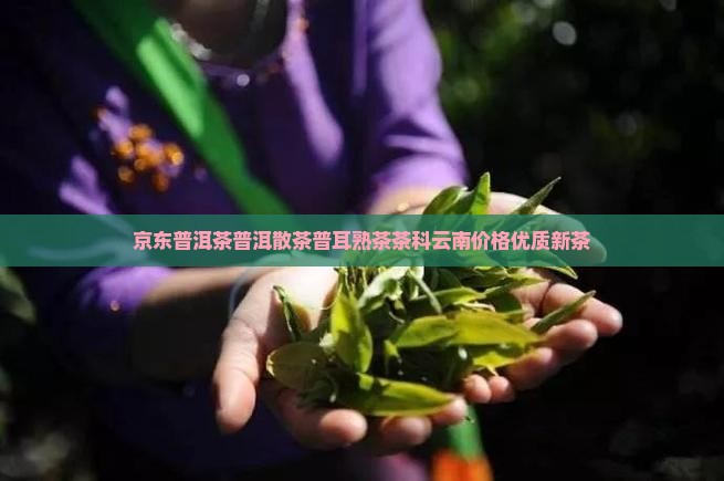普洱茶熟茶散茶新茶