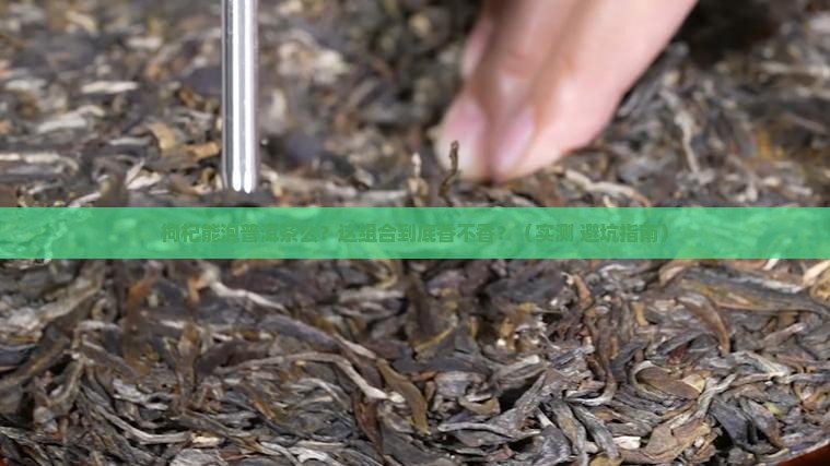 枸杞能泡普洱茶么