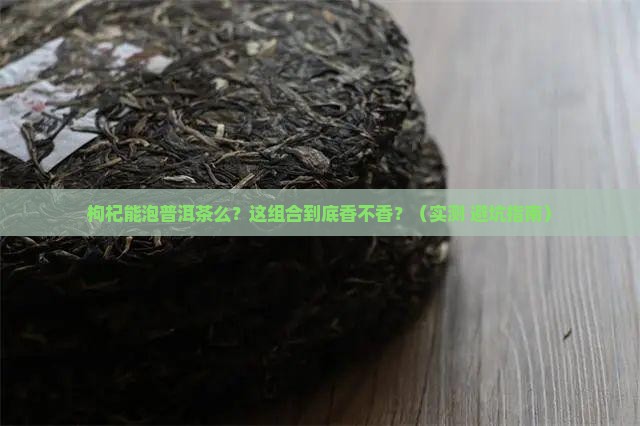 枸杞能泡普洱茶么