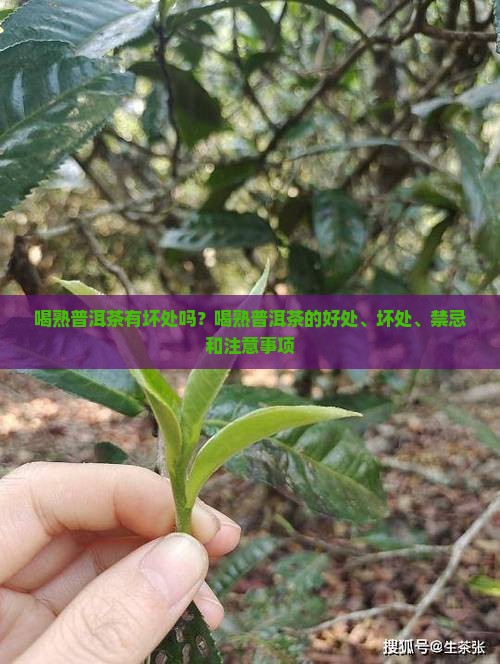 喝熟普洱茶有坏处吗