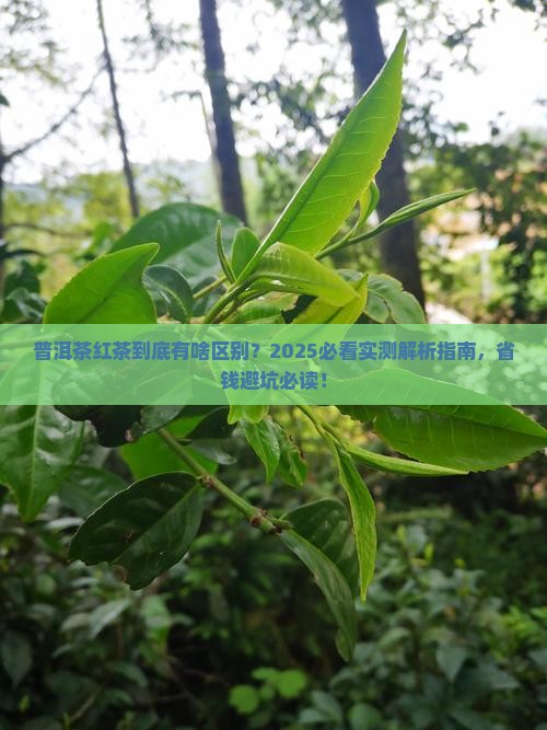 普洱茶红茶什么意思