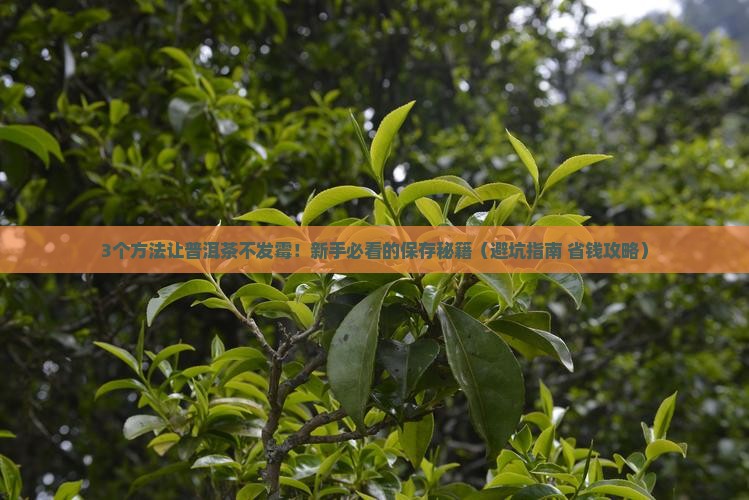 普洱茶怎样保存啊