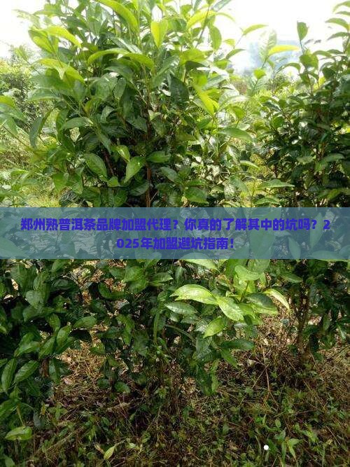 郑州熟普洱茶品牌加盟代理