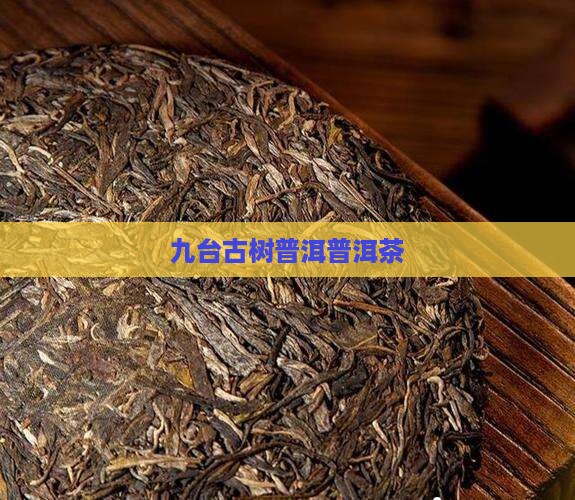 云南九台坡普洱茶