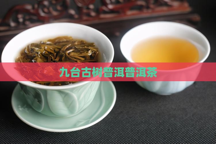 云南九台坡普洱茶