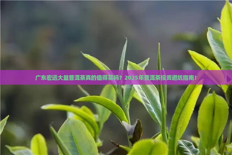 广东宏远大益普洱茶