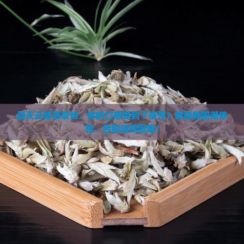 勐天云普洱茶饼