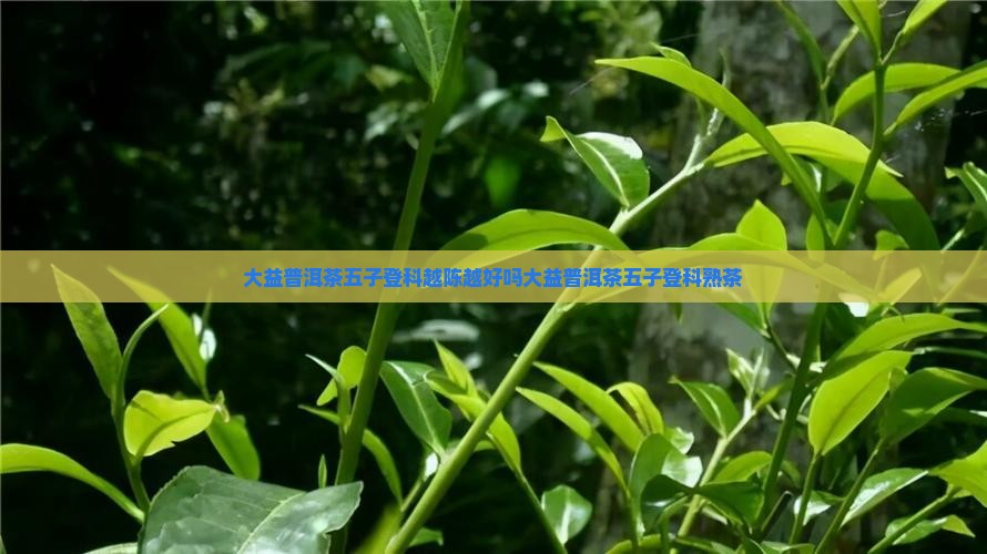 大益普洱茶五子登科越陈越好吗