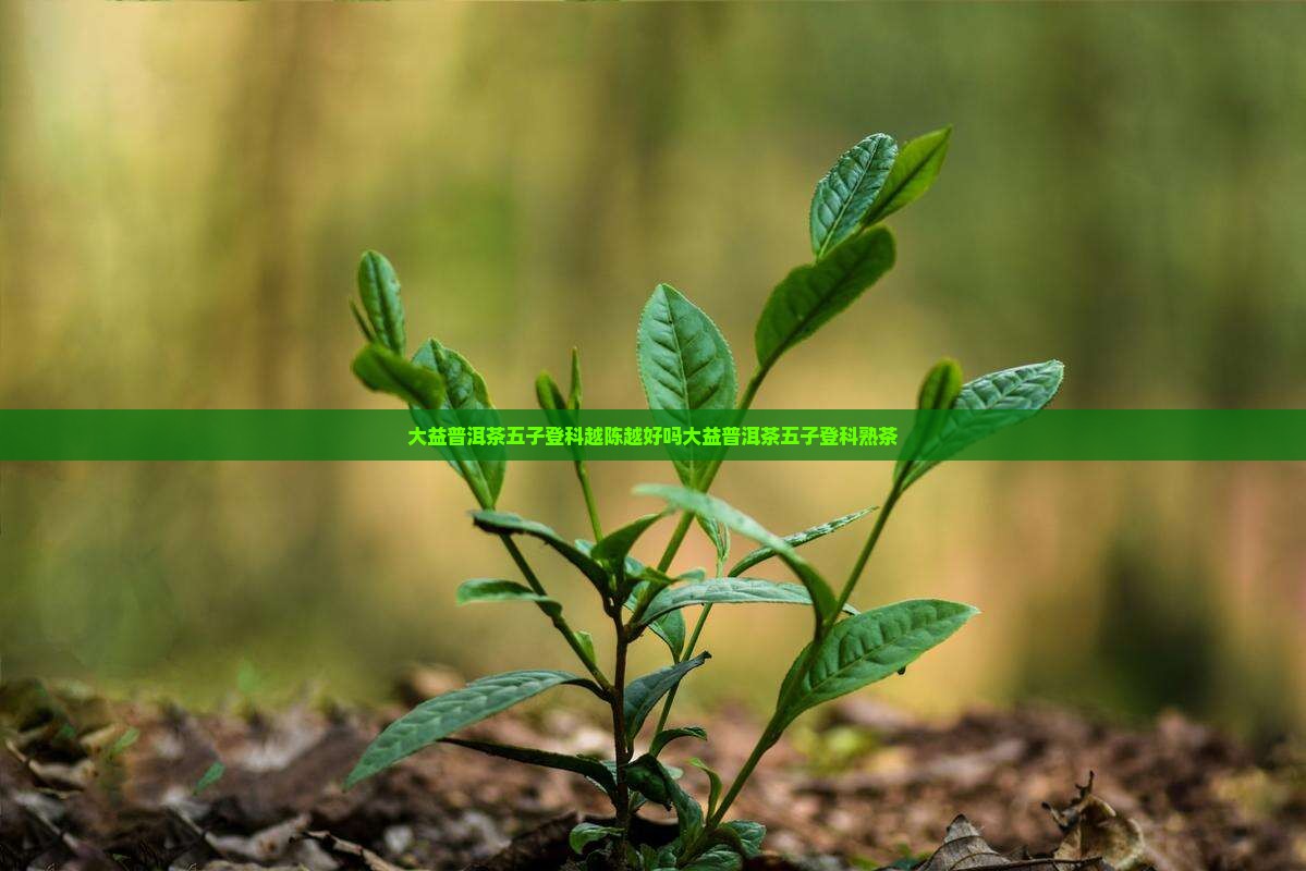 大益普洱茶五子登科越陈越好吗