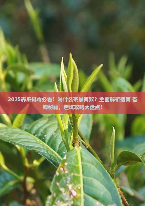 养肝排毒喝什么茶