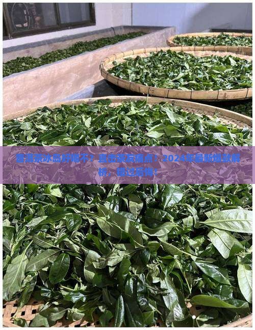 普洱茶冰岛好喝不