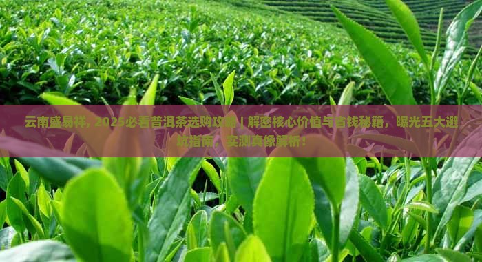 云南盛易祥普洱茶网