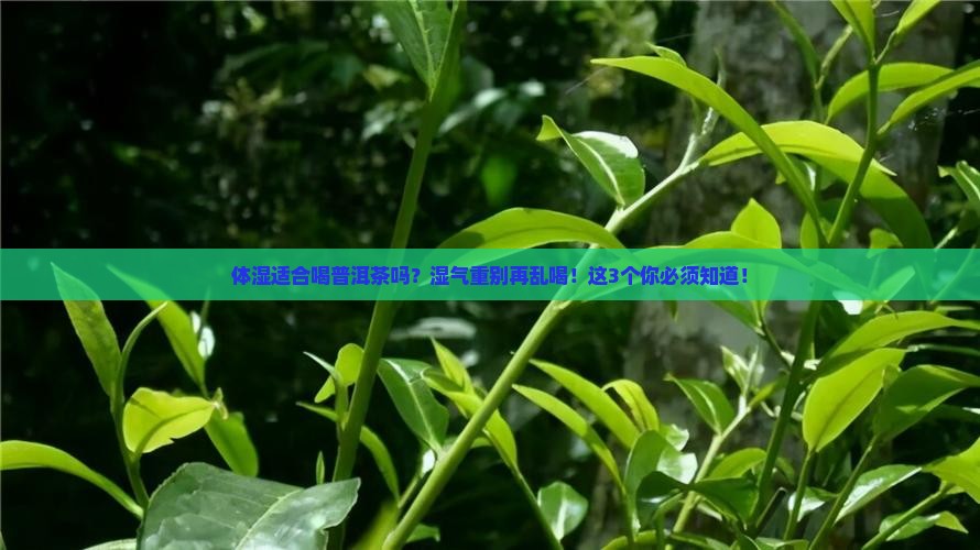 体湿适合喝普洱茶吗