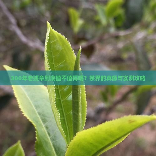 300年树龄老班章如何