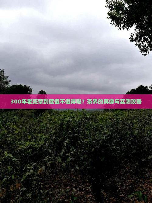 300年树龄老班章如何