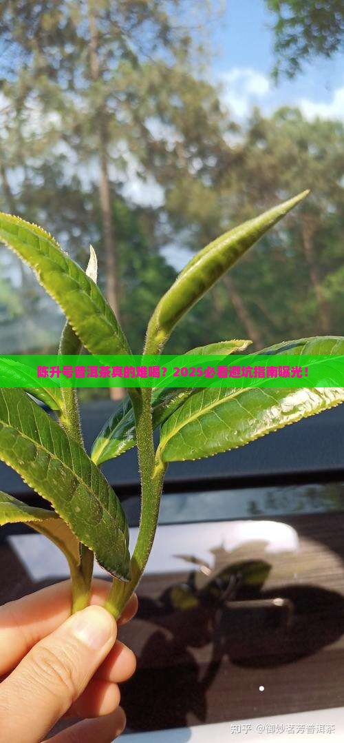 陈升号普洱茶难喝