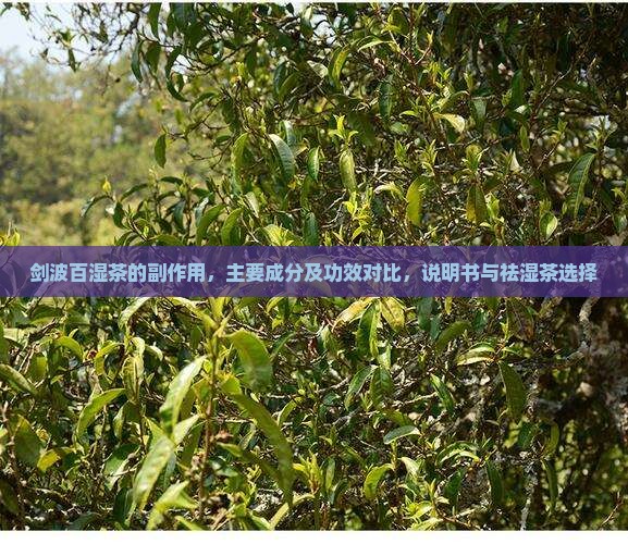 剑波百湿茶的副作用