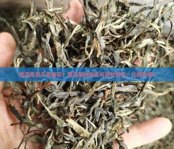 普洱茶是不是春茶