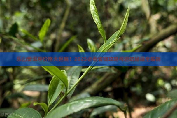 乐山普洱茶多少钱