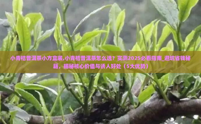 小青桔普洱茶小方盒装