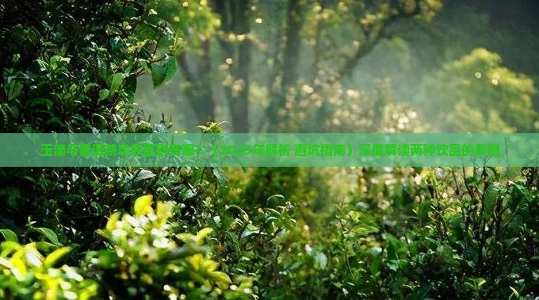 玉滴与普洱茶功效区别在哪