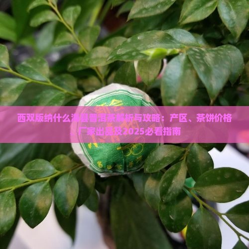 西双版纳什么海县普洱茶