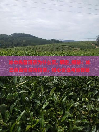 冰中岛普洱茶为什么贵