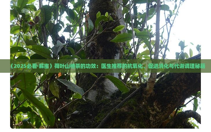 荷叶山楂茶的功效