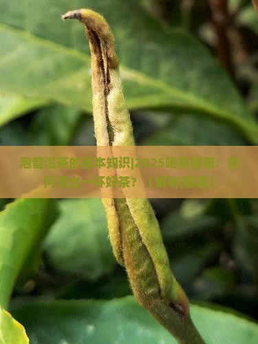 泡普洱茶的基本知识