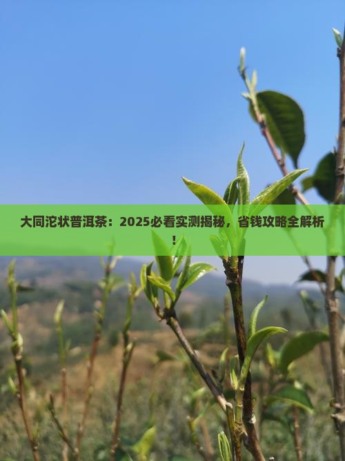 大同沱状普洱茶