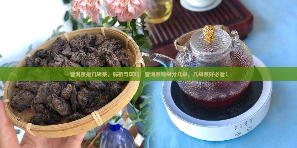 普洱茶是几级茶
