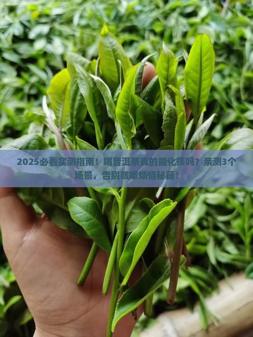 喝普洱茶可以化痰吗