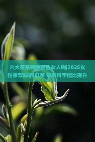 六大茶系哪种适合女人喝