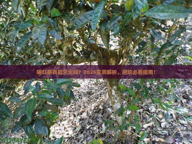 喝红茶可以清火吗
