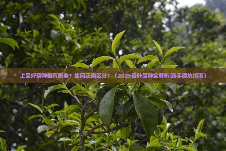 上品好茶种类名称大全