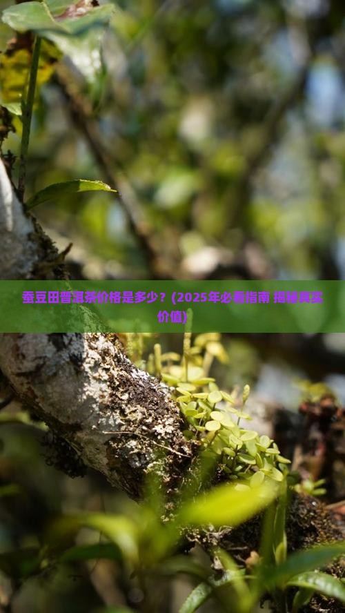 蚕豆田普洱茶价格是多少