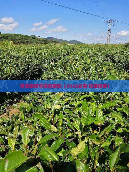 普洱茶唛号及其品质特点