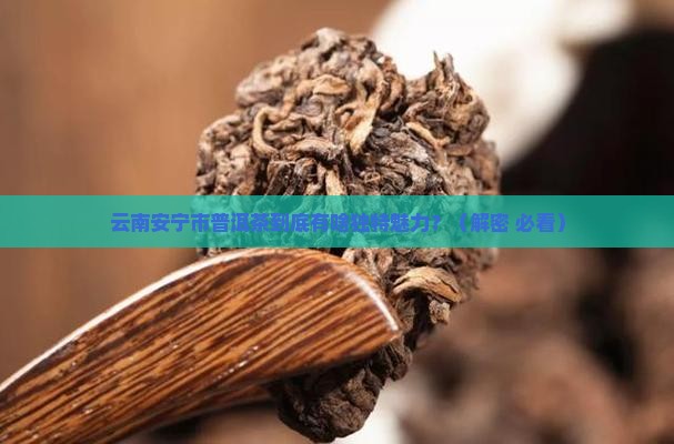 云南安宁市普洱茶有何特色