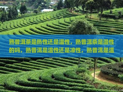 熟普洱茶是热性还是温性