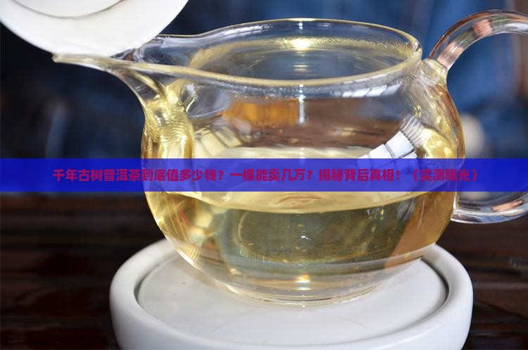 千年古树普洱茶多少钱一棵