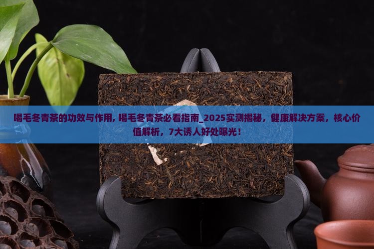 喝毛冬青茶的功效与作用