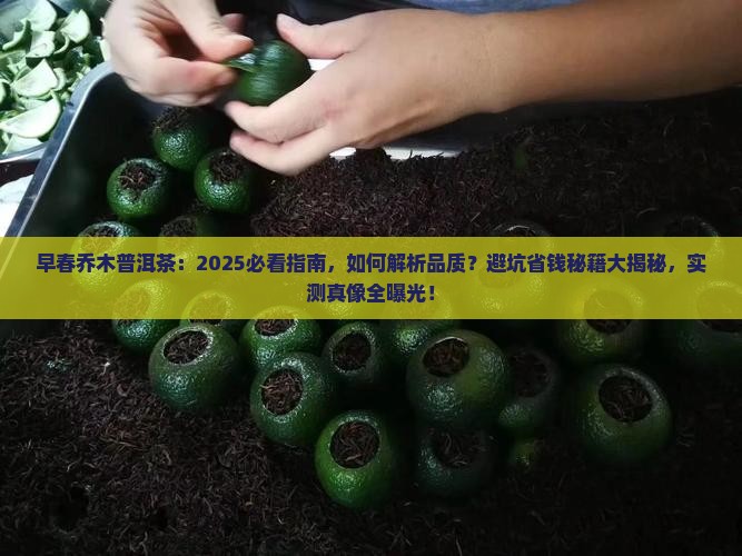 早春乔木普洱茶
