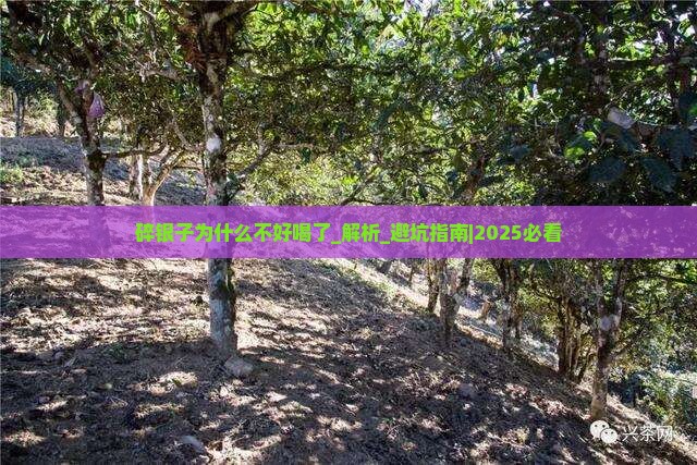 碎银子为什么不好喝了