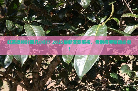 红茶提神时间几小时