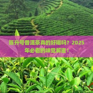 陈升号普洱茶味道