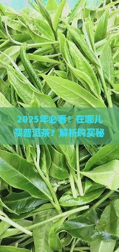 在哪儿买普洱茶