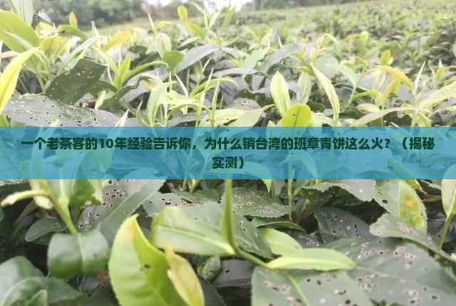 销台湾的班章青饼