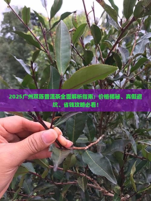 广州双陈普洱茶